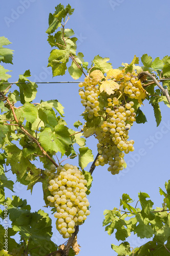 Uva bianca varietà Cortese 4