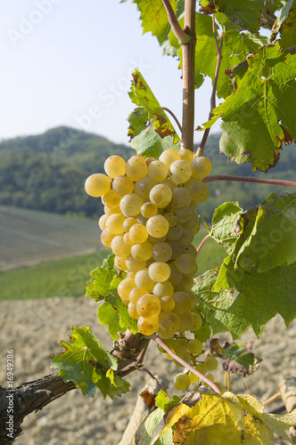 Uva bianca varietà Cortese 8