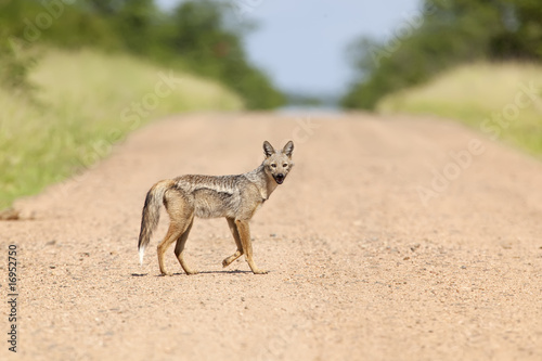 Side Striped Jackal