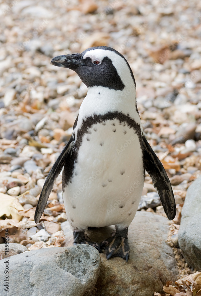 Obraz premium blackfoot penguin