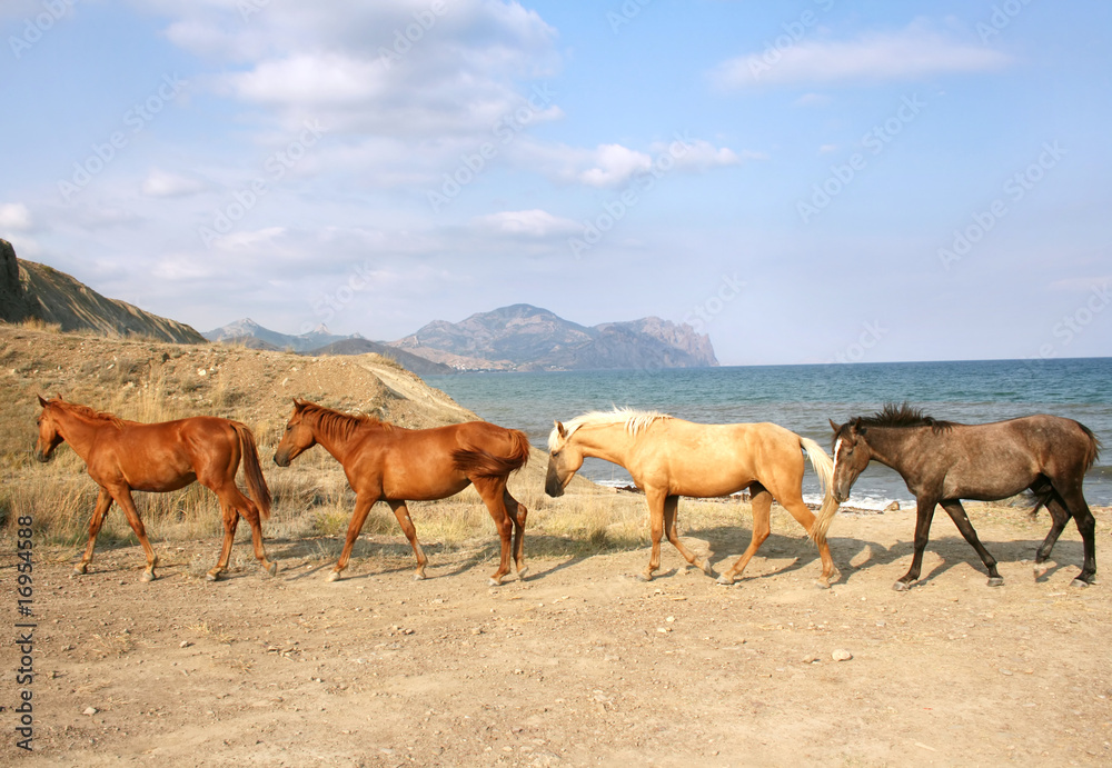 Fototapeta premium Herd of Horses