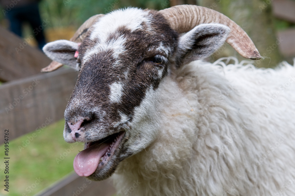 Naklejka premium Heidschnucke