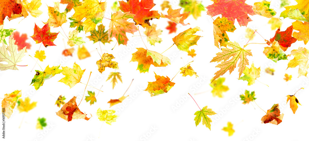 Autumn Maple Leaves falling and spinning isolated on white Autumn Maple Leaves falling and spinning isolated on white