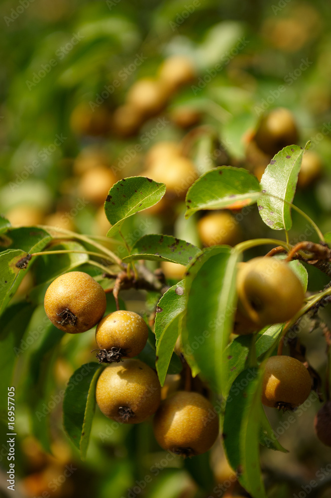 kleine gelbe Äpfel im Spätsommer kleine gelbe Äpfel im Spätsommer