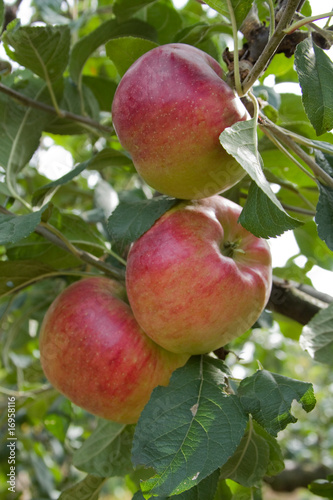 Jabuke na drvetu