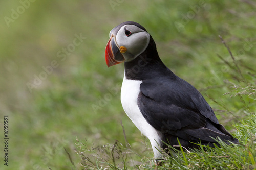 Puffin © Lux