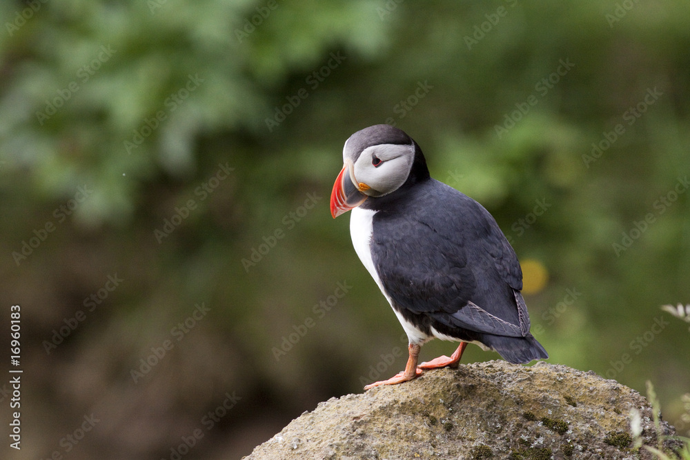 Obraz premium Puffin
