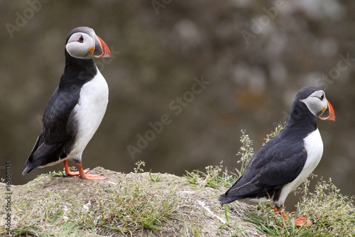 Puffin