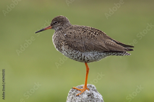 Tableau sur toile Vogelwelt