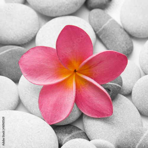 Canvas Print Piedra y Flor