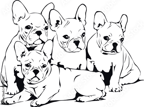 French Bulldog Babies