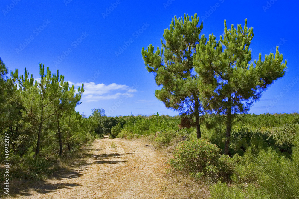 france,charente maritime,oléron : chemin dans la forêt de saint-