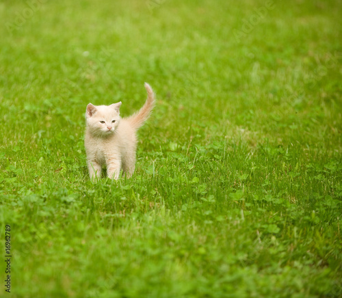 Yellow kitten standing in yard