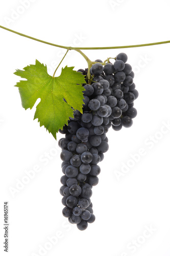uva nera rossa foglia