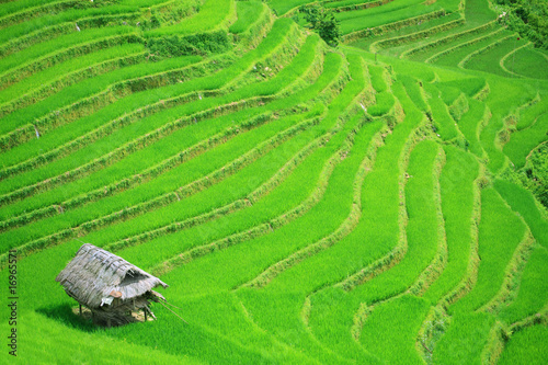 Rice field terraces #16965571