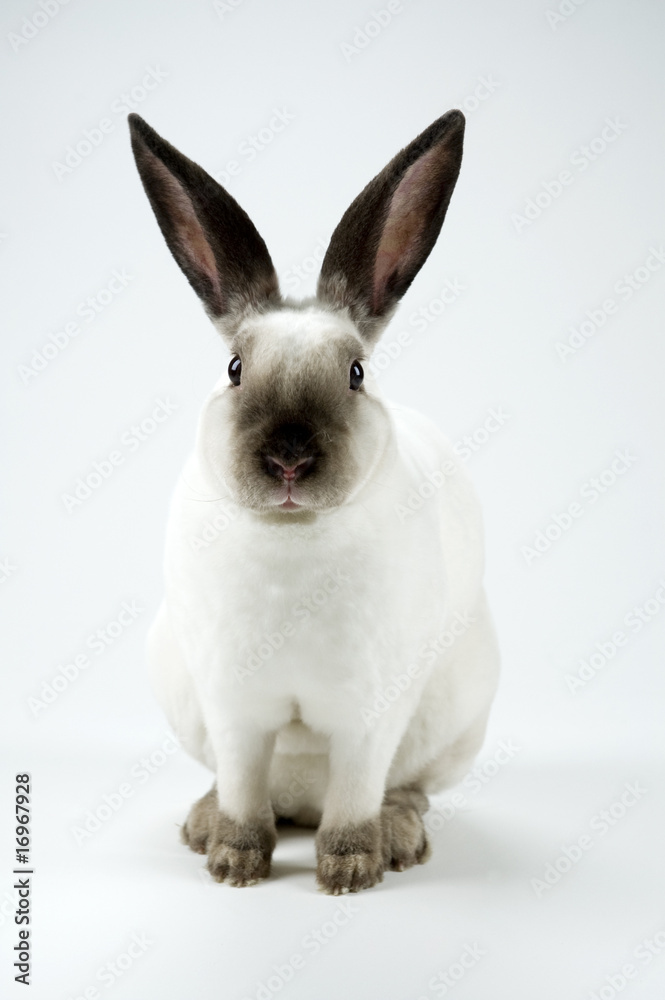 Fototapeta premium Decision time bunny