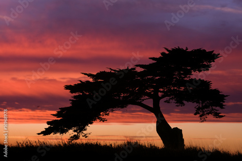 arbre silhouette ciel couché soleil paysage nature