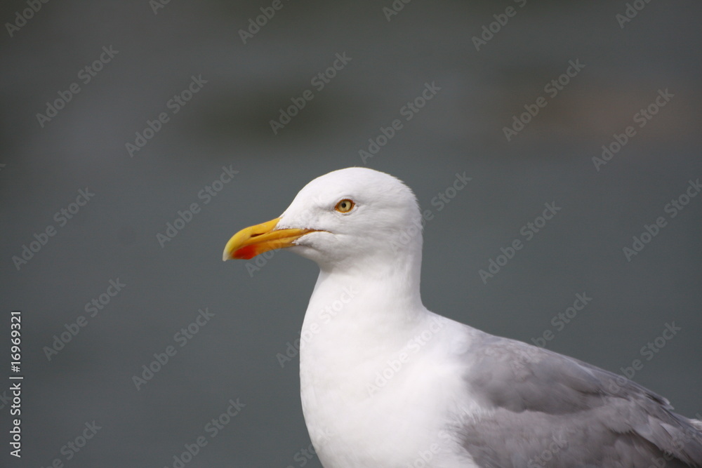 mouette mouette