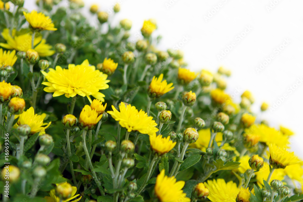 blumenhintergrund,chrisantheme blumenhintergrund,chrisantheme