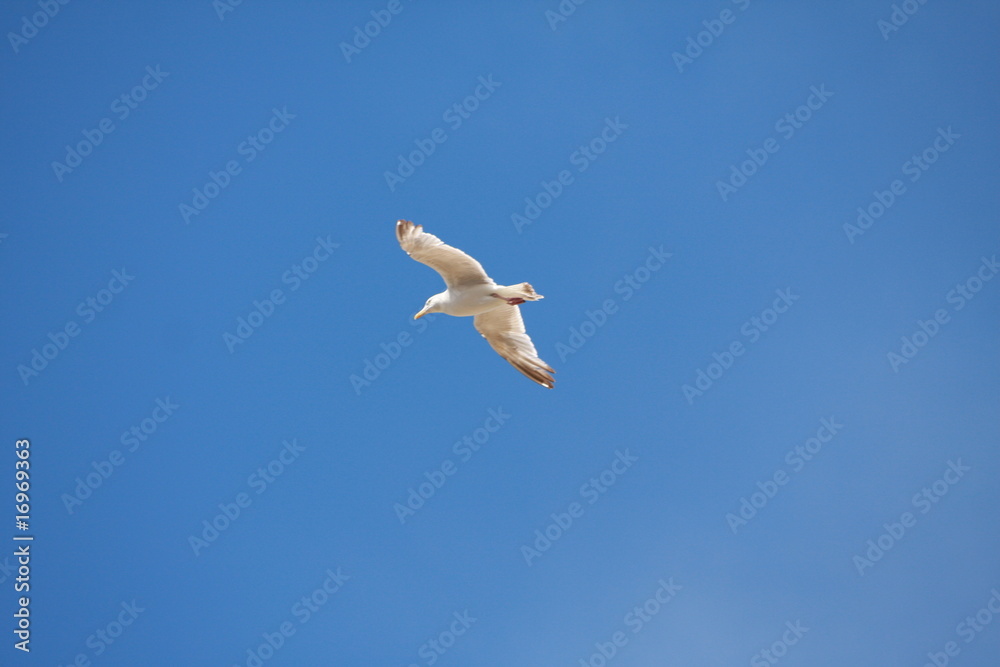 Obraz premium vol oiseau