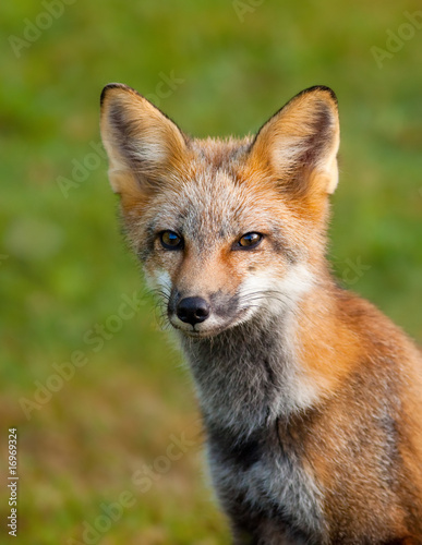 Portrait of a young red fox © Studiotouch