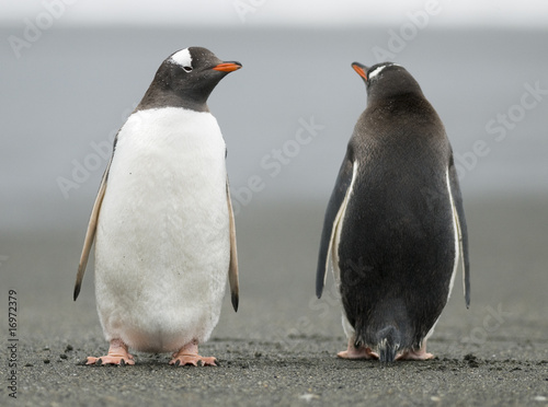 Gentoo Penguins keeping watch photo