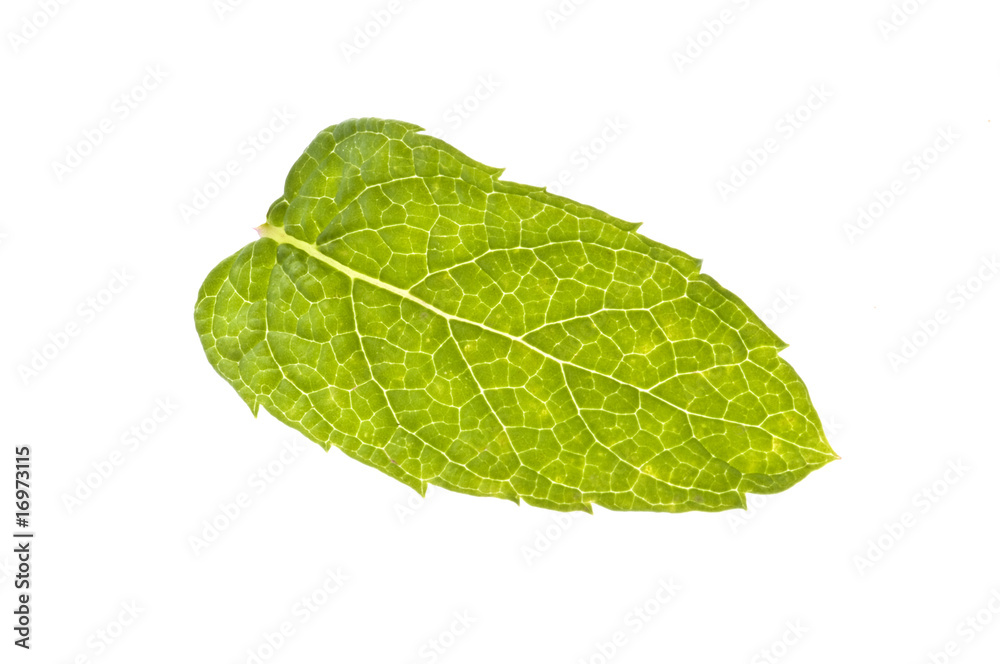 Obraz premium Mint Leaf