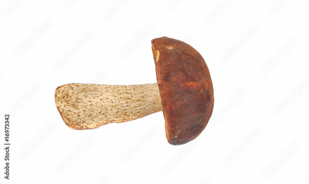 One wild mushroom One wild mushroom