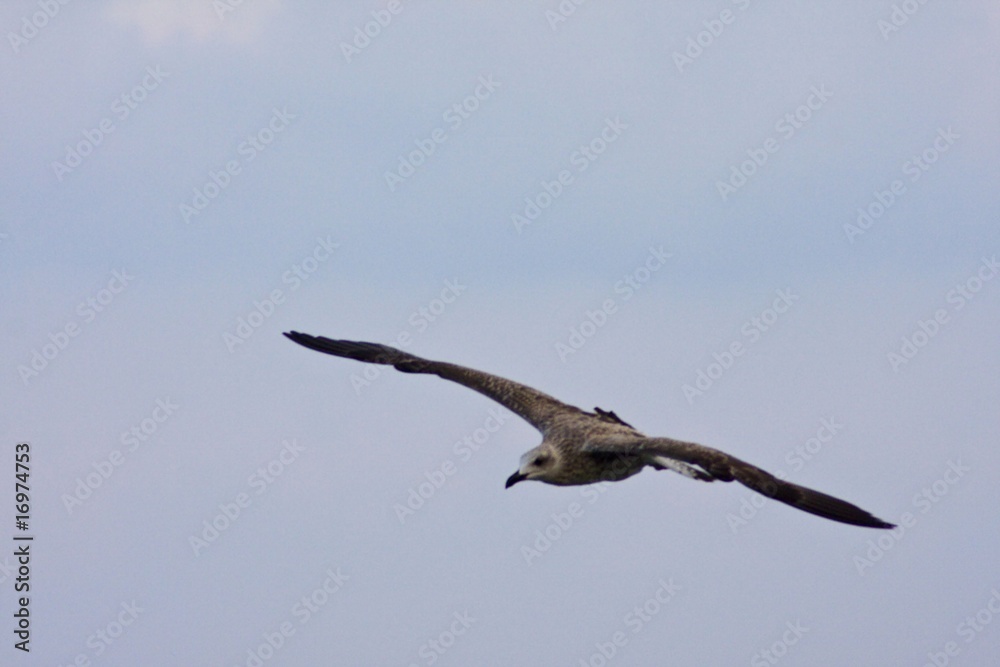 Obraz premium gabbiano