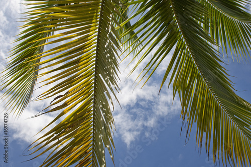 Palmen vor Himmel