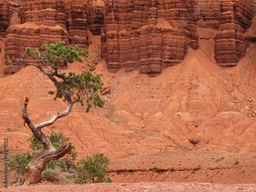 twisted tree on red Canyon wall