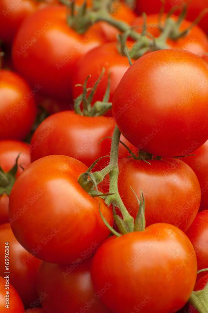 fresh red organic tomatoes on the vine fresh red organic tomatoes on the vine