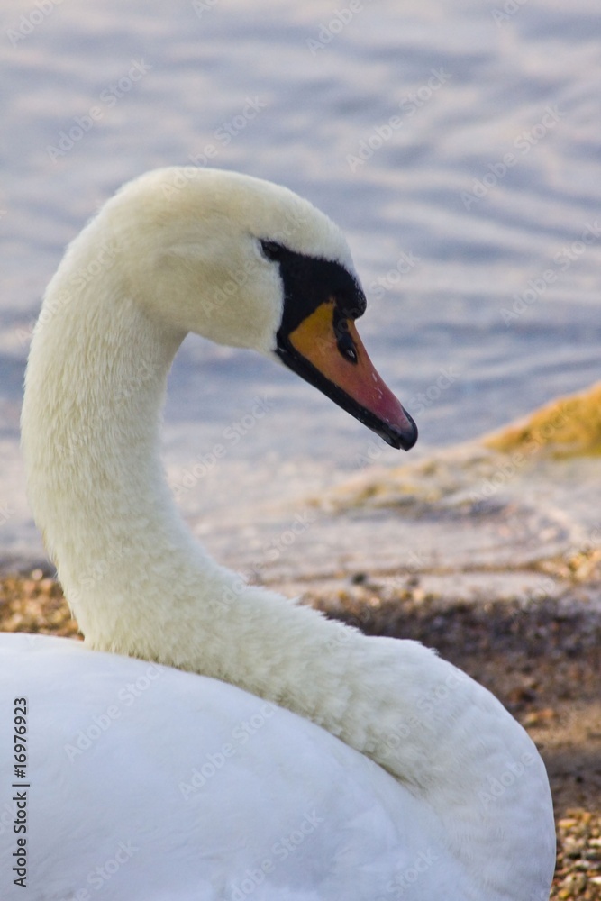 Fototapeta premium cigno