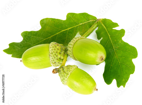 Green acorns with leaves.