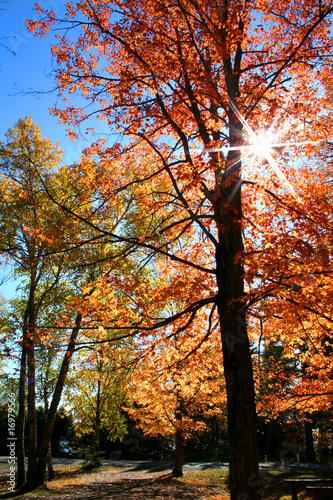 Autumn trees