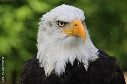 Weisskopfseeadler 12 © Antje Lindert-Rottke