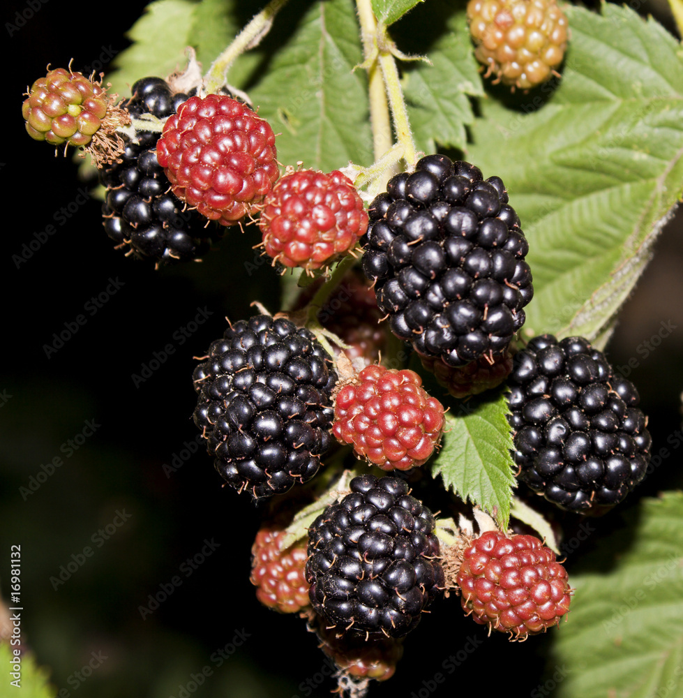 Blackberries Blackberries