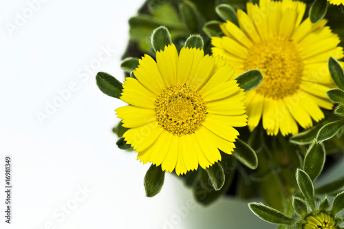 Dukatenblume