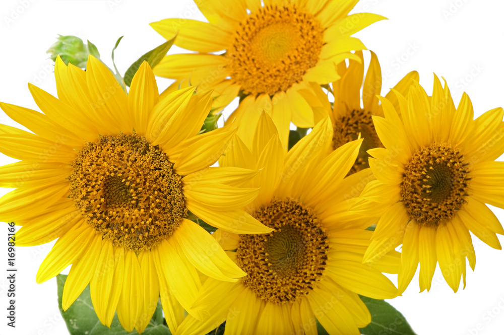 Naklejka premium sunflowers isolated