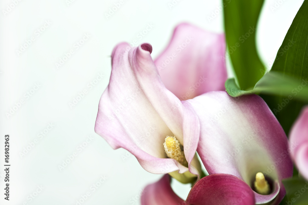 Obraz premium Zantedeschia Calla