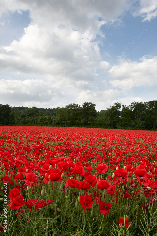 Poppy Field Poppy Field