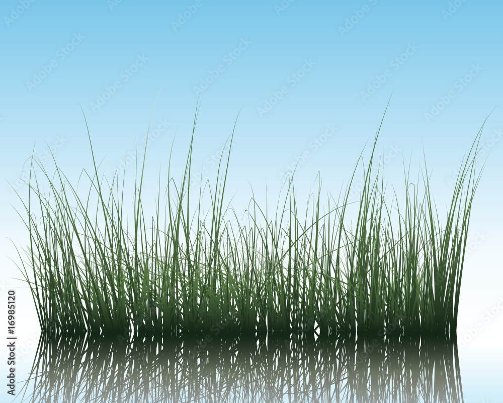 Obraz premium water and grass