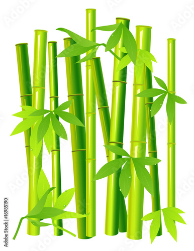 Fototapeta Naklejka Na Ścianę i Meble -  Bamboo on isolated background