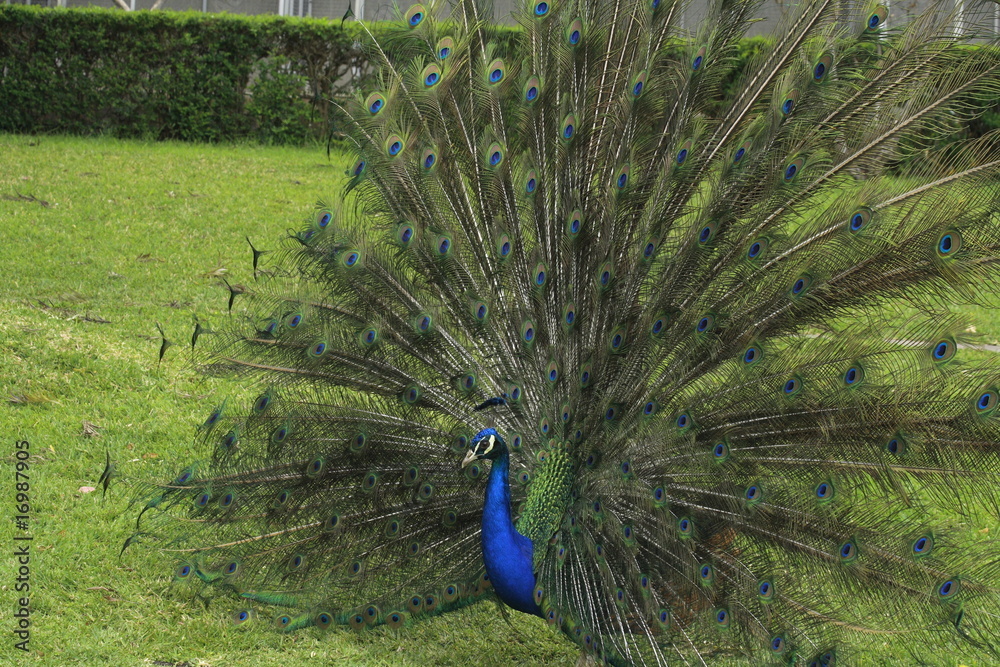 Obraz premium Blauer Pfau