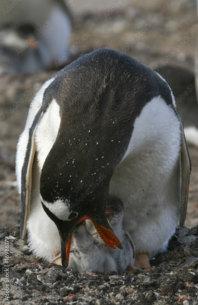 Naklejka premium Gentoo penguins (Pygoscelis papua)