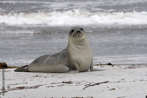 Southern elephant seal (Mirounga leonina)