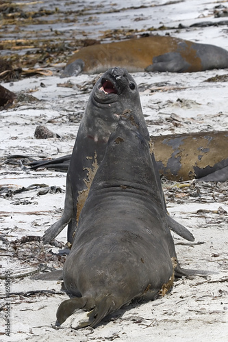Fototapeta Naklejka Na Ścianę i Meble -  Southern elephant seals (Mirounga leonina)