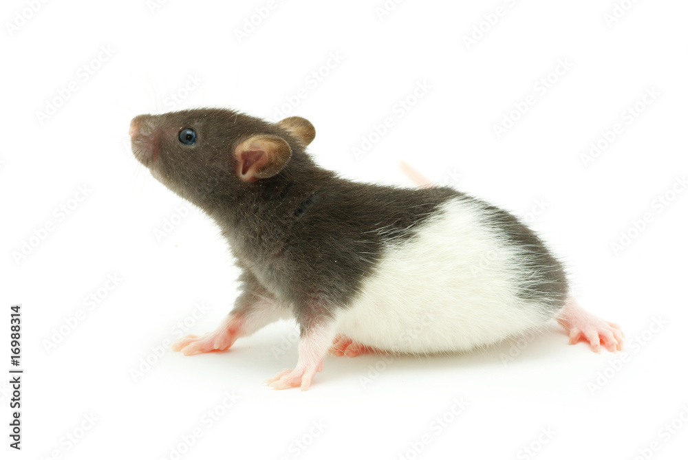 rat rat