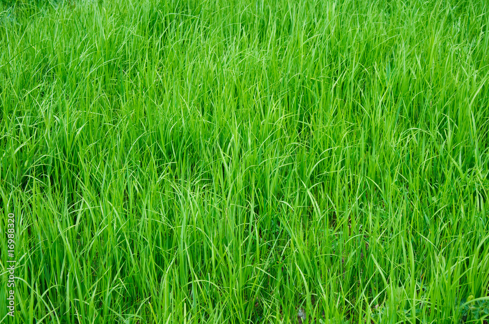 Obraz premium green grass
