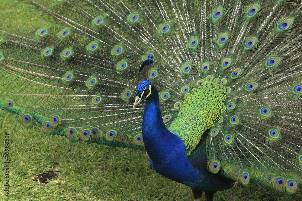 Obraz premium Blauer Pfau